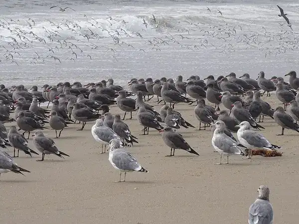 Gulls on a Point Reyes beach